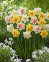 Narcissus Delnashaugh 12-14cm Narcissus Delnashaugh 12-14cm