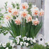 Narcissus Delnashaugh 12-14cm Narcissus Delnashaugh 12-14cm