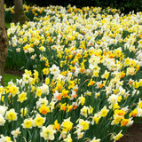Daffodil and Narcissus Mix 12-14cm Daffodil and Narcissus Mix 12-14cm