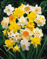 Daffodil and Narcissus Mix 12-14cm Daffodil and Narcissus Mix 12-14cm