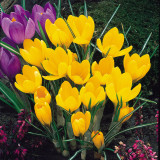 Crocus Golden Yellow Mammoth 7-8cm