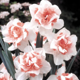 Narcissus 'Replete'