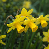 Narcissus 'February Gold' 10/12cm