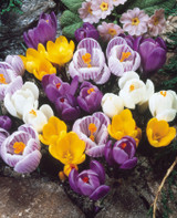 Crocus Large Flower Mix 9cm+ Crocus Large Flower Mix 9cm+