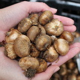 Crocus Large Flower Mix 9cm+ Crocus Large Flower Mix 9cm+
