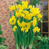 Narcissus Grand Soleil D'or 12/14cm Narcissus Grand Soleil D'or 12/14cm
