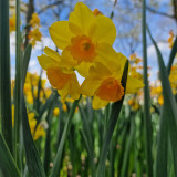 Narcissus Grand Soleil D'or 12/14cm