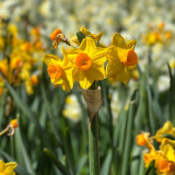 Narcissus Grand Soleil D'or 12/14cm