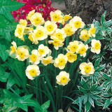 Narcissus Sundisc 10/12cm Narcissus Sundisc 10/12cm