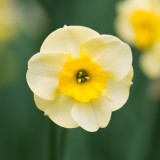 Narcissus Sundisc 10/12cm