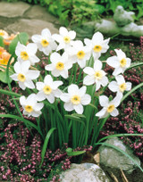 Narcissus Segovia 10-12cm Narcissus Segovia 10-12cm