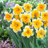 Narcissus Orangery 12-14cm Narcissus Orangery 12-14cm
