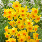 Narcissus Martinette 10-12cm Narcissus Martinette 10-12cm