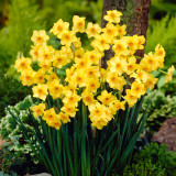 Narcissus Martinette 10-12cm Narcissus Martinette 10-12cm