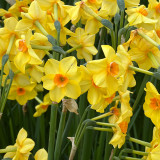 Narcissus Martinette 10-12cm Narcissus Martinette 10-12cm