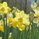 Narcissus Pipit (Jonquilla) 10-12cm