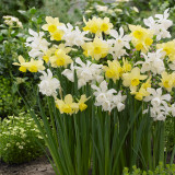 Narcissus 'Thalia'