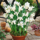 Narcissus Thalia 10-12cm