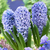 Hyacinth Delft Blue 14-15cm