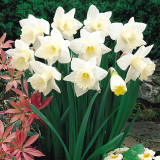 Narcissus Mount Hood 10-12cm