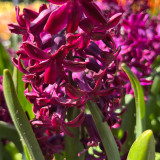 Hyacinth Woodstock 14-15cm
