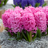 Hyacinth Pink Pearl 14-15cm
