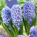 Hyacinth Prepared Delft Blue 16/18cm