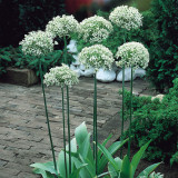 Allium Multibulbosum nigrum 10/12cm