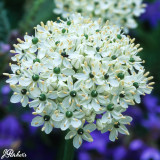 Allium Multibulbosum nigrum 10/12cm