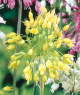 Allium Flavum