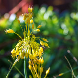 Allium Flavum