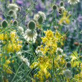 Allium Flavum