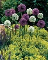 Allium Mount Everest 18cm+