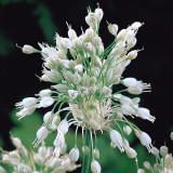 Allium Pulchellum Album Allium Pulchellum Album