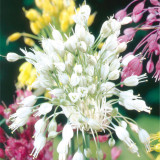 Allium Pulchellum Album Allium Pulchellum Album
