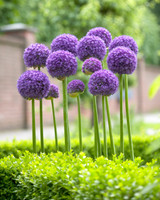 Allium Gladiator 18cm+