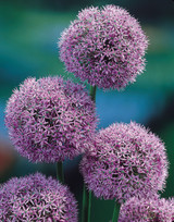 Allium Gladiator 18cm+ Allium Gladiator 18cm+