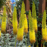 Eremurus Bungei/Stenophyllis