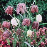 Fritillaria Meleagris Alba 5/6cm Fritillaria Meleagris Alba 5/6cm