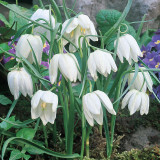 Fritillaria Meleagris Alba 5/6cm Fritillaria Meleagris Alba 5/6cm