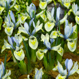 Iris hist. Katharine Hodgkin 6cm+