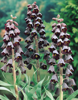 Fritillaria Persica 18cm+ Fritillaria Persica 18cm+