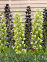Fritillaria Persica 18cm+ Fritillaria Persica 18cm+