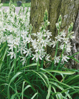 Ornithogalum Nutans 6cm+