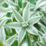 Ornithogalum Nutans 6cm+