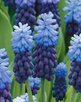 Muscari latifolium