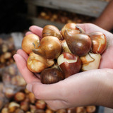 Tulip Toronto 10/11cm