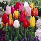 Single Early Tulips Mix