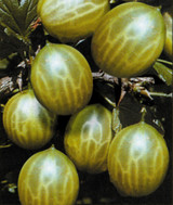 Gooseberry Careless