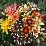 Lilium Mixed Asiatic 14/16cm